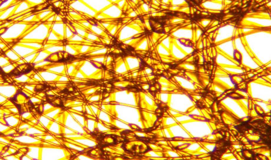 Фото под микроскопом волокна с латексом